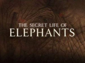 The.Secret.Life.of.Elephants.S01.720p.iP.WEBRip.AAC2.0.H.264-MH – 3.0 GB