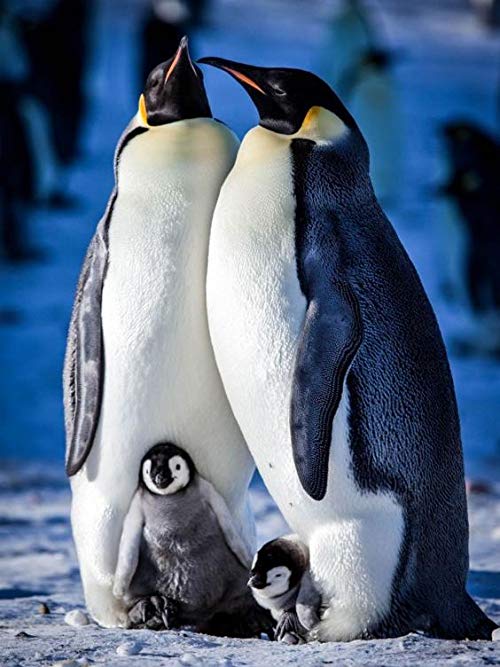 Snow.Chick.A.Penguins.Tale.2015.1080p.BluRay.FLAC2.0.x264-HiFi – 8.7 GB