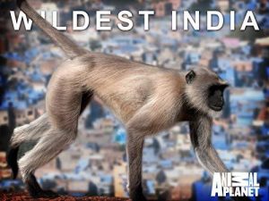 Wildest.India.S01.1080p.AMZN.WEB-DL.DD+2.0.H.264-QOQ – 23.3 GB