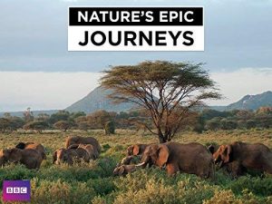 Nature’s.Epic.Journeys.S01.1080p.AMZN.WEB-DL.DD+2.0.x264-Cinefeel – 12.0 GB