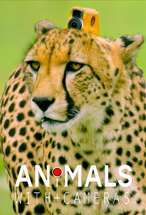Animals.with.Cameras.S01.2018.1080p.AMZN.WEB-DL.DDP2.0.H.264-NTb – 13.4 GB