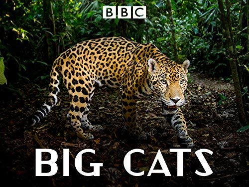 Big.Cats.S01.1080p.AMZN.WEB-DL.DDP2.0.H.264-NTb – 13.1 GB