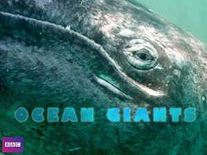 Ocean.Giants.S01.BBC.2011.720p.NF.WEB-DL.DDP2.0.x264-qpdb – 4.5 GB
