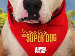 Rescue.Dog.to.Super.Dog.US.S01.1080p.ANPL.WEB-DL.AAC2.0.H.264-BTN – 8.9 GB