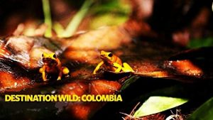 Into.the.Wild.Colombia.S01.720p.WEB.h264-CAFFEiNE – 5.2 GB
