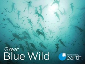 Great.Blue.Wild.S01.720p.AMZN.WEB-DL.DDP2.0.x264-RCVR – 9.3 GB