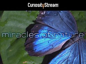 Richard.Hammonds.Miracles.of.Nature.S01.1080p.AMZN.WEB-DL.DDP2.0.H.264-KAIZEN – 13.0 GB