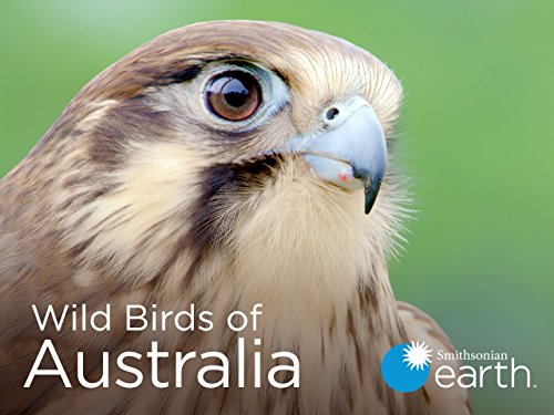 Wild.Birds.of.Australia.S01.1080p.AMZN.WEB-DL.DDP2.0.H.264-RCVR – 14.2 GB