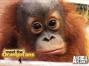 Meet.The.Orangutans.S01.1080p.AMZN.WEB-DL.DDP2.0.H.264-TEPES – 12.3 GB