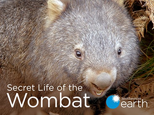 Secret.Life.of.the.Wombat.S01.720p.AMZN.WEB-DL.DDP2.0.H.264-KAIZEN – 3.9 GB