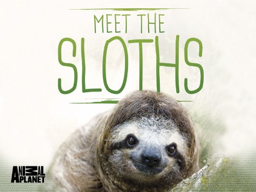 Meet the Sloths