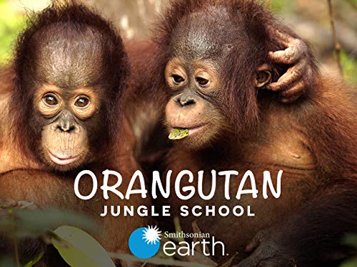 Orangutan.Jungle.School.S01.720p.AMZN.WEB-DL.DDP2.0.H.264-KAIZEN – 19.9 GB