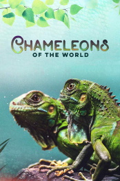 Chameleons.of.the.World.S01.World.720p.AMZN.WEB-DL.DDP2.0.H.264-KAIZEN – 2.8 GB