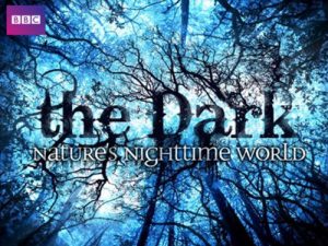 The.Dark.Nature’s.Nighttime.World.S01.1080p.AMZN.WEB-DL.DD+2.0.x264-Cinefeel – 9.0 GB