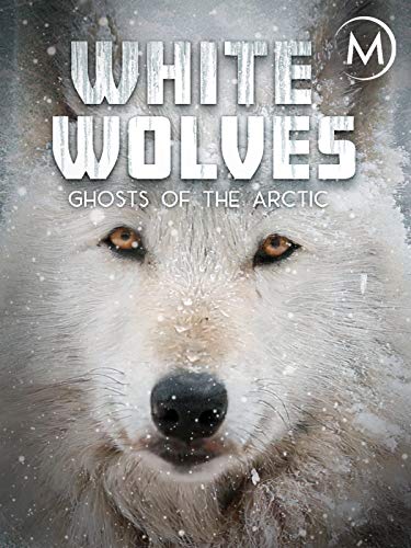 White.Wolves.Ghosts.of.the.Arctic.2017.1080p.AMZN.WEB-DL.DDP2.0.H.264-TEPES – 3.6 GB