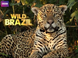 Wild.Brazil.S01.1080p.AMZN.WEB-DL.DD+2.0.x264-Cinefeel – 15.6 GB