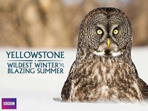 Yellowstone.Wildest.Winter.to.Blazing.Summer.S01.1080p.AMZN.WEB-DL.DD+2.0.H.264-Cinefeel – 11.5 GB