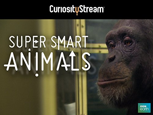 Super Smart Animals