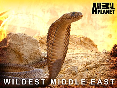 Wildest Middle East