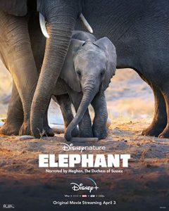 Elephant.2020.1080p.WEB-DL.Atmos.DD+5.1.H.264-SECRECY – 5.5 GB