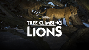Tree.Climbing.Lions.2018.720p.DSNP.WEB-DL.DDP5.1.H.264-SPiRiT – 1.4 GB