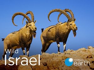 Wild.Israel.S01.720p.WEB.h264-CAFFEiNE – 5.7 GB