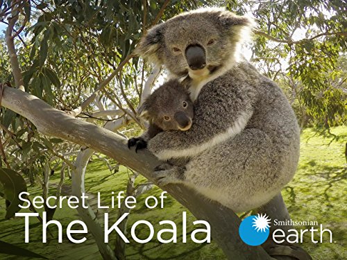 Secret.Life.of.the.Koala.S01.1080p.WEB-DL.DD2.0.H.264-CAFFEiNE – 3.1 GB