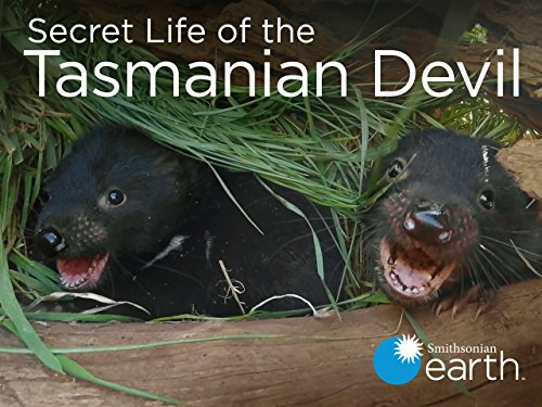 Secret.Life.of.the.Tasmanian.Devil.S01.1080p.WEB-DL.DD2.0.H.264-CAFFEiNE – 3.1 GB