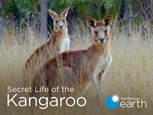Secret.Life.of.the.Kangaroo.S01.1080p.WEB-DL.DD2.0.H.264-CAFFEiNE – 4.7 GB