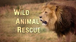 Jungle.Animal.Rescue.S01.720p.WEB-DL.AAC2.0.x264-CAFFEiNE – 6.4 GB