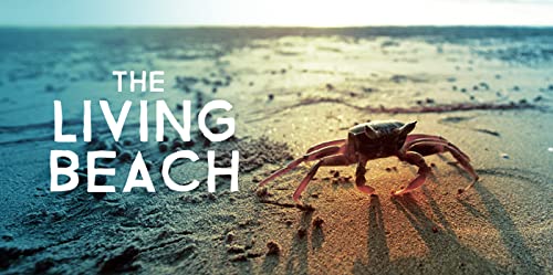 The.Living.Beach.S01.1080p.WEB.h264-CAFFEiNE – 9.5 GB