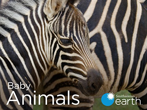 Baby.Animals.S01.720p.WEB.h264-CAFFEiNE – 3.8 GB
