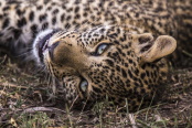 Jade.Eyed.Leopard.2020.720p.WEBRip.AAC2.0.x264-BOOP – 1.2 GB