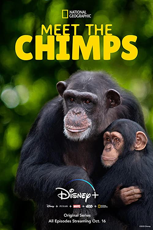 Meet.The.Chimps.S01.1080p.WEB-DL.DDP5.1.H.264-ROCCaT – 13.3 GB