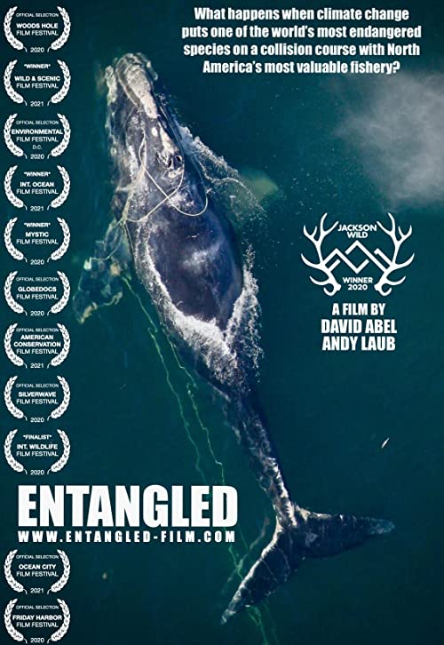 Entangled.The.Race.to.Save.Right.Whales.from.Extinction.2020.1080p.AMZN.WEB-DL.DDP2.0.H.264-TEPES – 4.8 GB