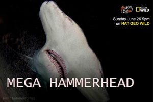 Mega.Hammerhead.2016.1080p.DSNP.WEB-DL.DDP.5.1.H.264-FLUX – 2.5 GB