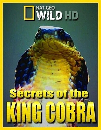 Secrets.of.the.King.Cobra.2012.1080p.DSNP.WEB-DL.DDP.5.1.H.264-FLUX – 2.9 GB