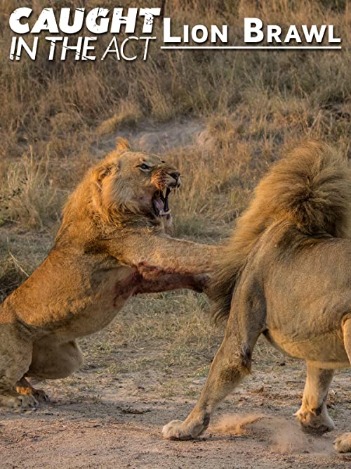 "Caught in the Act" Lion Brawl