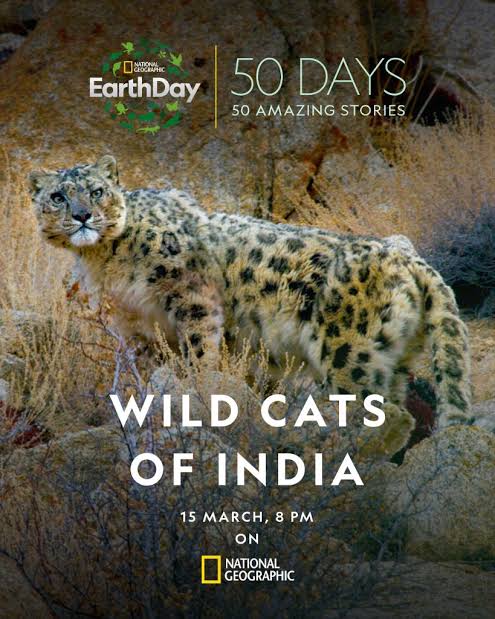 Wild.Cats.of.India.S01.720p.DSNP.WEB-DL.DDP5.1.H.264-playWEB – 2.8 GB