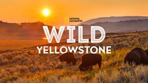 Wild.Yellowstone.S01.720p.DSNP.WEB-DL.DDP5.1.H.264-playWEB – 2.8 GB