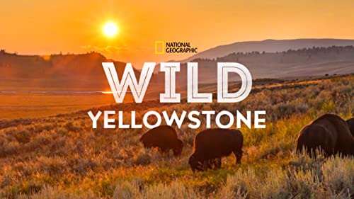Wild.Yellowstone.S01.720p.DSNP.WEB-DL.DDP5.1.H.264-playWEB – 2.8 GB