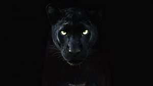 The.Real.Black.Panther.2020.720p.WEB.h264-KOGi – 1.3 GB