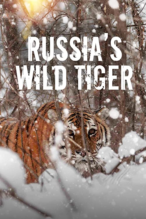 "Big Cat Week" Russia's Wild Tiger