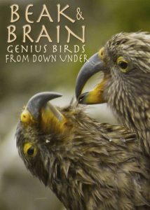 Beak.Brain.Genius.Birds.From.Down.Under.2013.1080p.NF.WEB-DL.DDP2.0.x264-TEPES – 2.8 GB