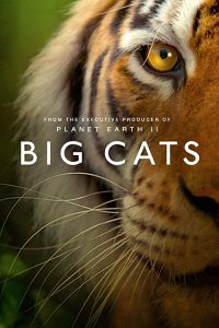 Big.Cats.S01.1080p.iP.WEB-DL.AAC2.0.H.264-playWEB – 12.1 GB