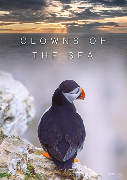 Clowns of the Sea