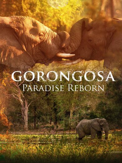 Gorongosa.Paradise.Reborn.2022.720p.WEB.H264-BRAVERY – 1.3 GB