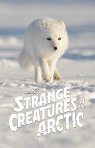Strange.Creatures.of.the.Arctic.2022.1080p.AMZN.WEB-DL.DDP2.0.H.264-NPMS – 3.1 GB