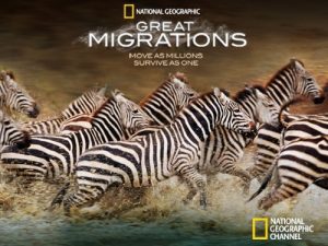Great.Migrations.Original.Edition.S01.1080p.DSNP.WEB-DL.DD+5.1.H.264-playWEB – 17.1 GB