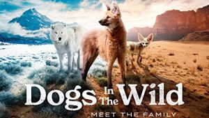 Dogs.in.the.Wild.Meet.the.Family.S01.1080p.iP.WEB-DL.AAC2.0.H.264-playWEB – 9.1 GB